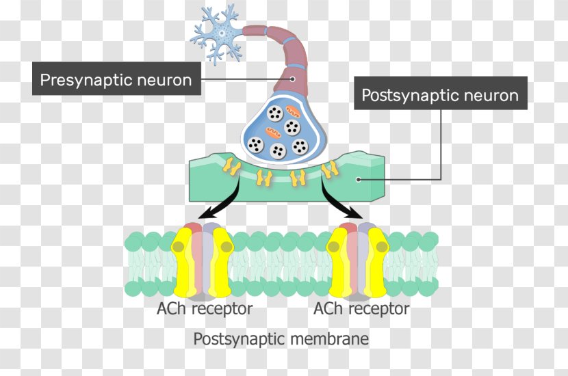 Excitatory Postsynaptic Potential Acetylcholine Receptor Depolarization Transparent PNG