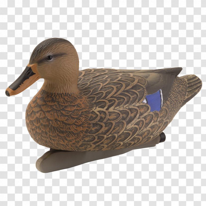 Mallard Duck Beak Feather - Water Bird Transparent PNG