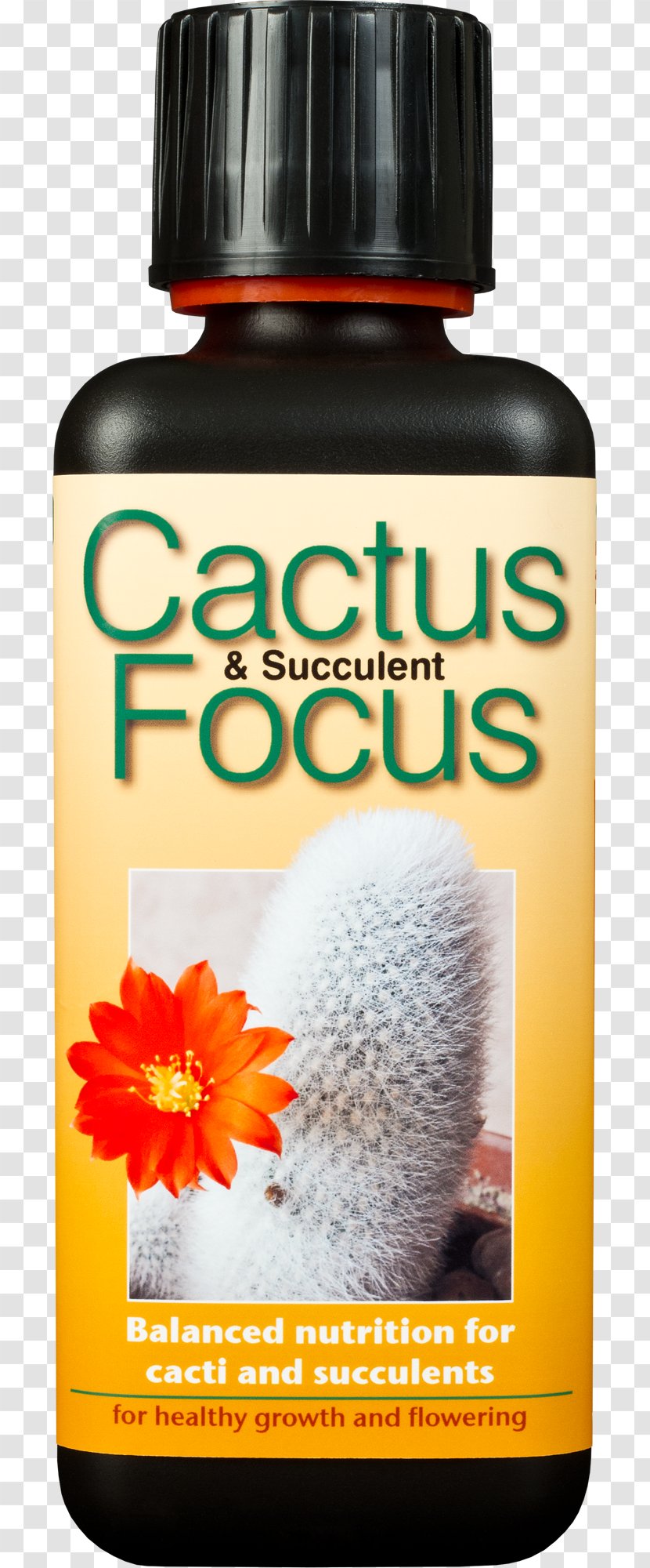 Cacti And Succulents Cactus Et Succulentes Nutrient Succulent Plant Cactaceae - Flowering Bonsai Transparent PNG