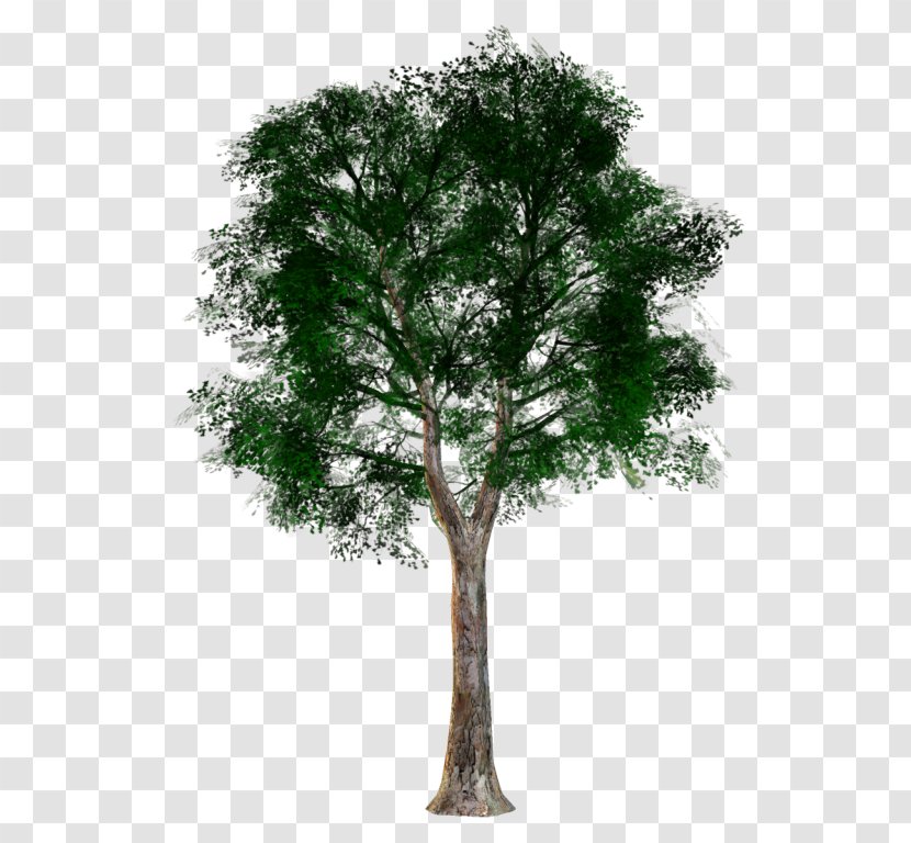 Tree Woody Plant Trunk Branch Transparent PNG
