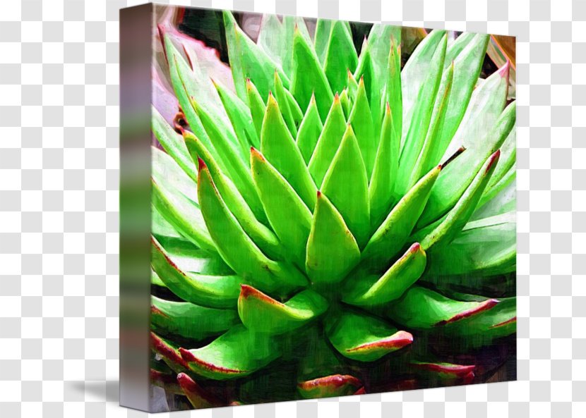 Plant - Watercolor Succulent Transparent PNG