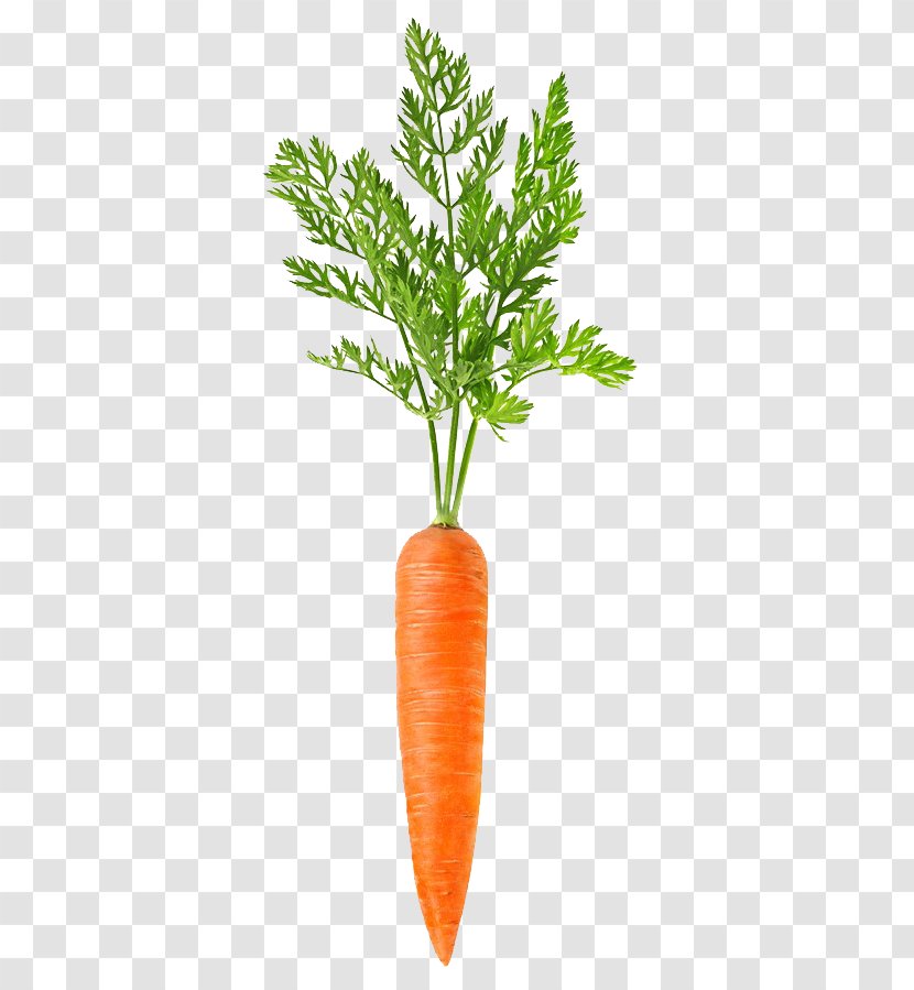 Carrot - Leaf Vegetable - A Transparent PNG
