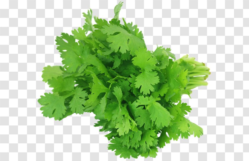 Coriander Chutney Herb Vegetable Leaf - Garnish Transparent PNG
