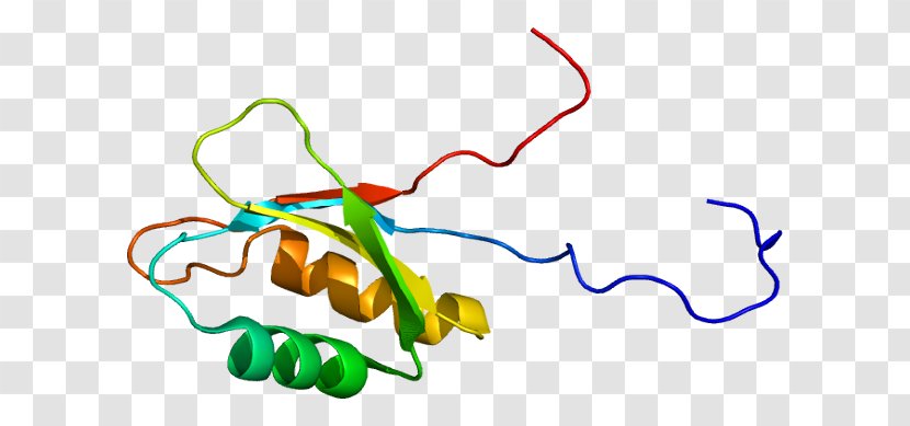 IGF2BP3 Protein Gene Insulin-like Growth Factor KH Domain - Heart - Watercolor Transparent PNG