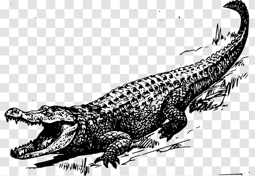 Alligator Crocodile Black And White Clip Art - Reptile - Swamp Cliparts Transparent PNG