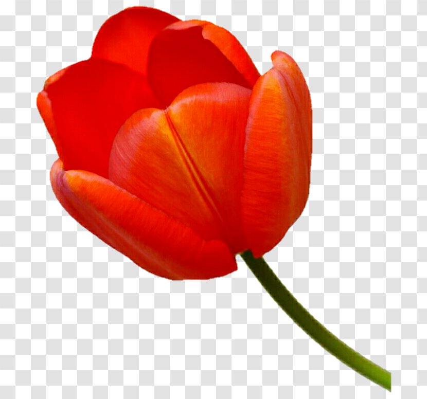 Tulip Petal Close-up Plant Stem - Close Up - Orange Transparent PNG