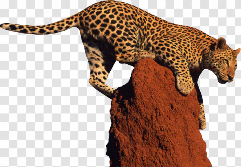 Leopard Giraffe Jaguar Clip Art - Felidae - Clipart Transparent PNG