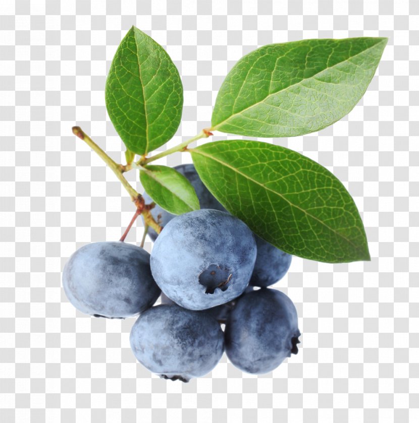 Blueberry Bilberry Stock Photography Fruit - Superfood - Blueberries Transparent PNG