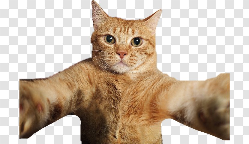 Cat Selfies Pet Photography - California Spangled Transparent PNG