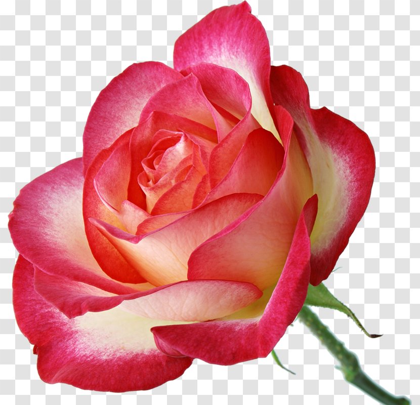 Garden Roses Pink Centifolia - Flower Transparent PNG