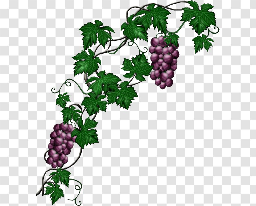Common Grape Vine Plant - Food Transparent PNG