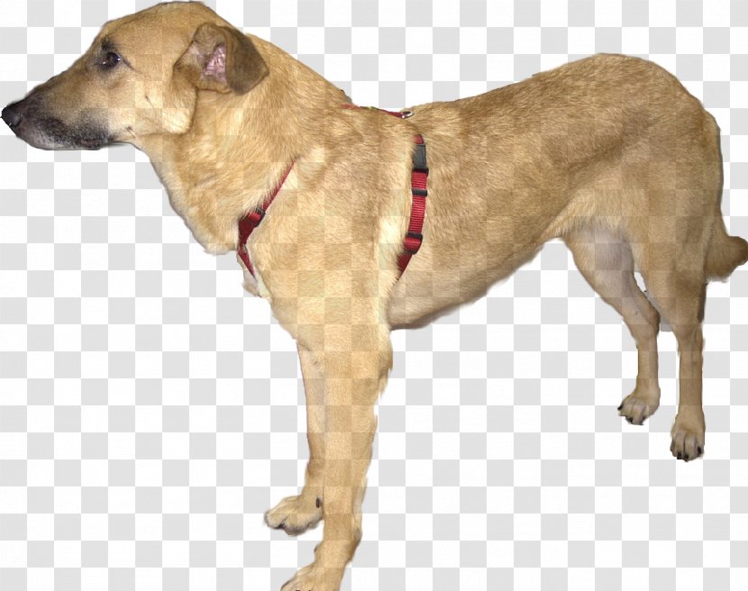 Dog Breed Black Mouth Cur Sporting Group .com - Tommy Transparent PNG