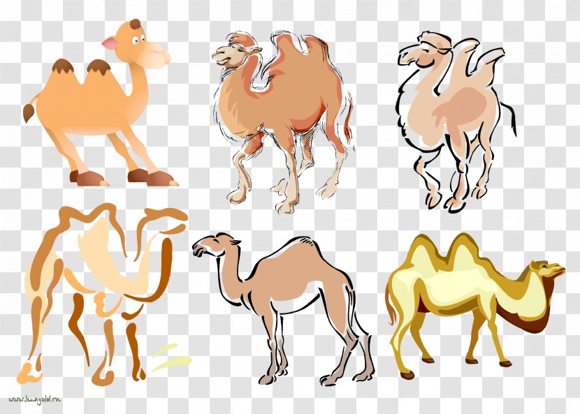 Dromedary Drawing Photography Clip Art - Camel - Digital Image Transparent PNG