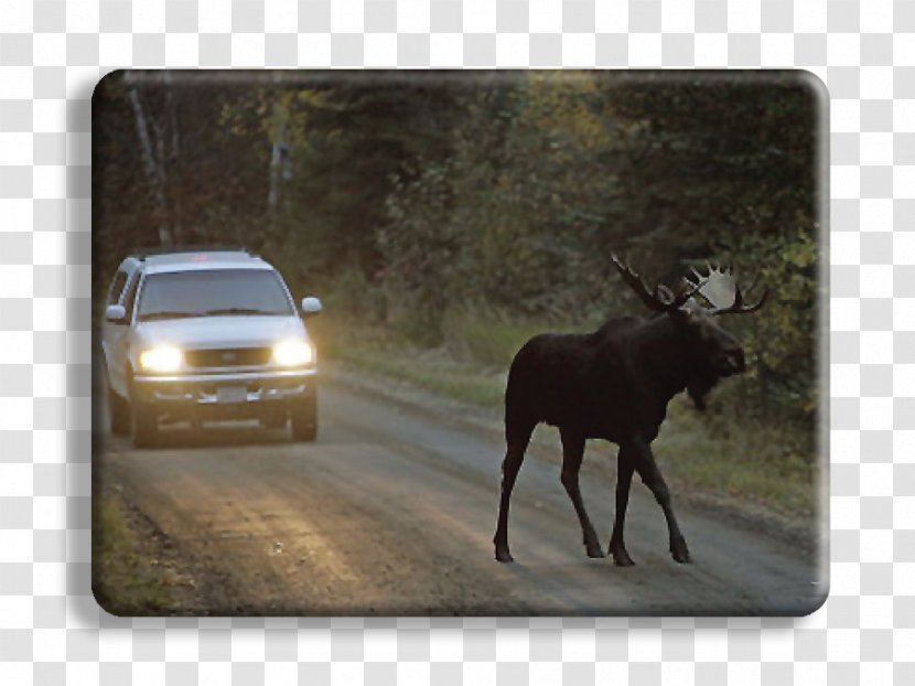 Alaska Moose Deer Animal Bear Wildlife - Kancamagus Highway Transparent PNG