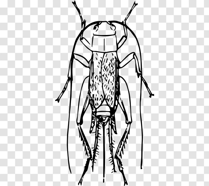 Insect Drawing Clip Art - Artwork Transparent PNG