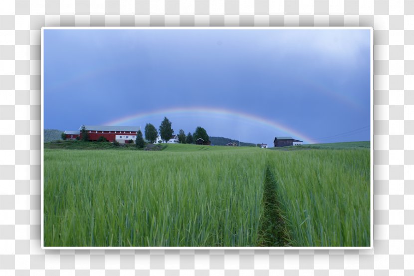 Farm Grassland Energy Crop Commodity - Field Transparent PNG