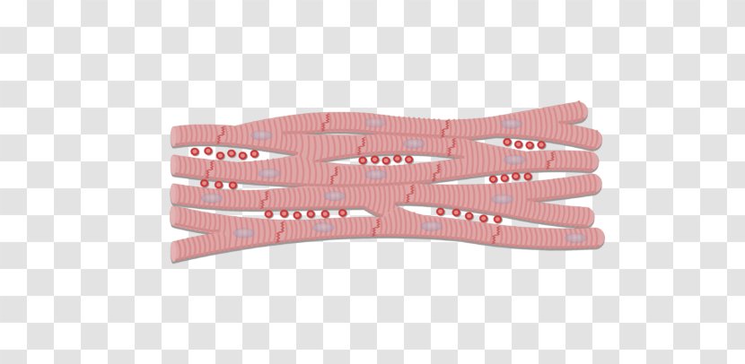 Intercalated Disc Cardiac Muscle Myocyte Gap Junction - Anatomy Transparent PNG