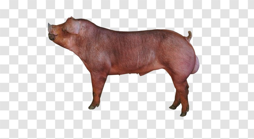 Duroc Pig Piétrain Breed Cattle Farming - Like Mammal - Swine Transparent PNG
