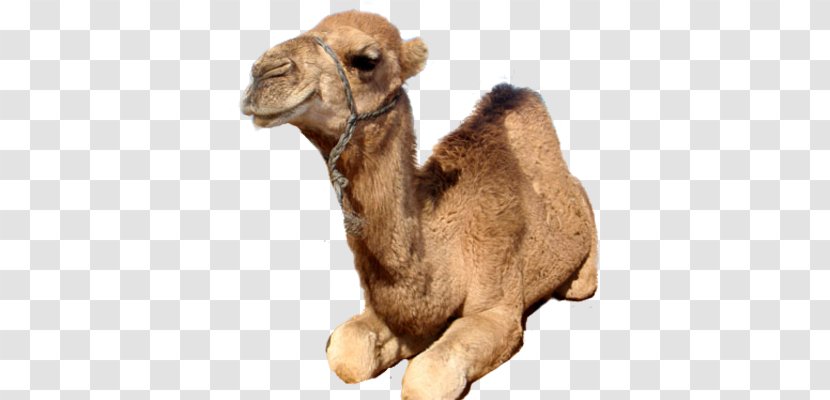 Dromedary Wild Bactrian Camel Gepa Face - Desert - Terrestrial Animal Transparent PNG