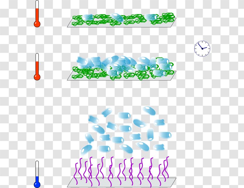 Temperature-responsive Polymer Poly(N-isopropylacrylamide) Lower Critical Solution Temperature Upper - Cell Culture - Adsorption Vector Transparent PNG