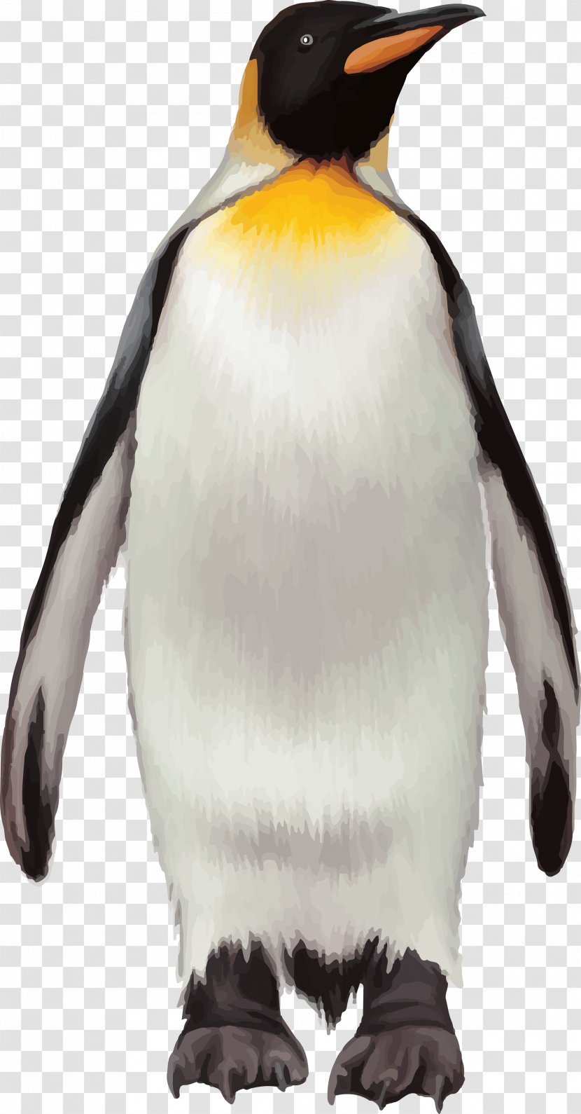 Penguin Vecteur Download - Organism - Pinguins Transparent PNG