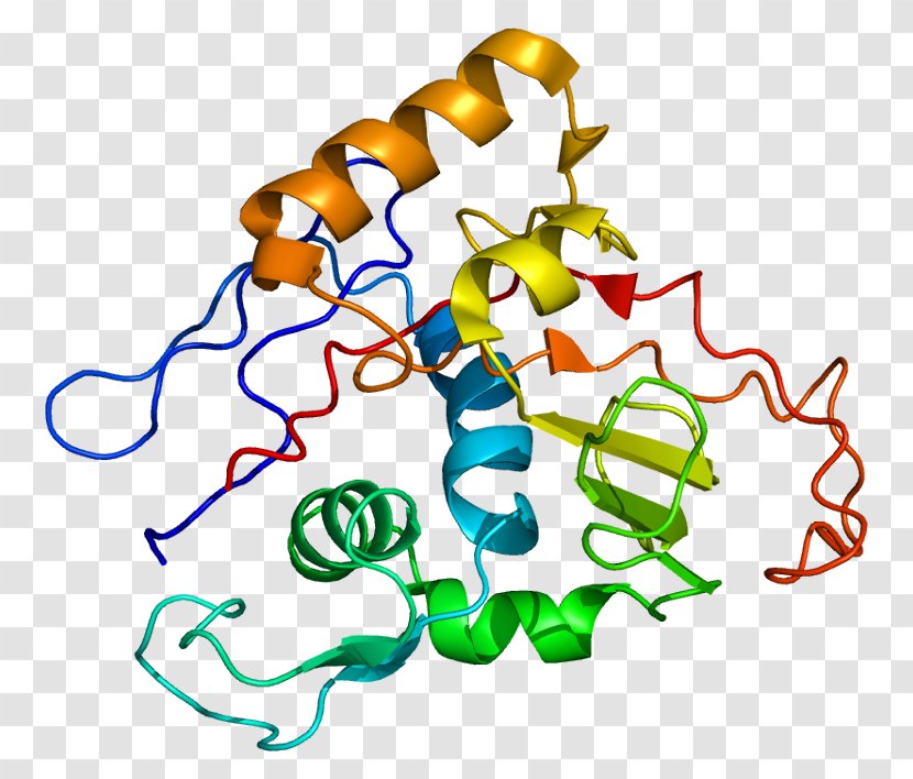 Na+/K+-ATPase ATPase, Na+/K+ Transporting, Alpha 1 Protein Hydrogen Potassium ATPase - Watercolor - Heart Transparent PNG