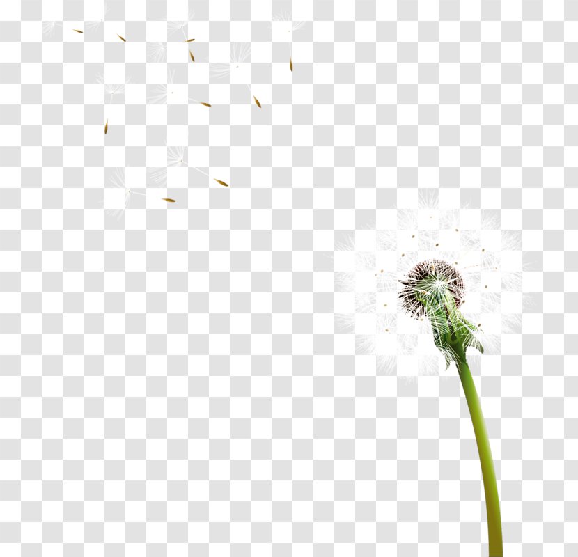 Dandelion Grasses Leaf Petal Plant Stem Transparent PNG
