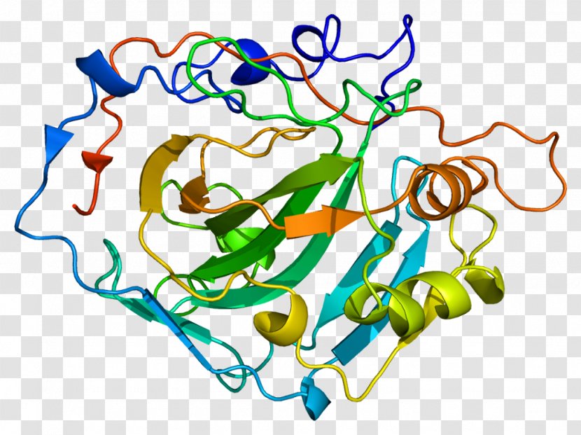 CA1 Carbonic Anhydrase Deoxyribozyme Enzyme Protein - Cartoon Transparent PNG