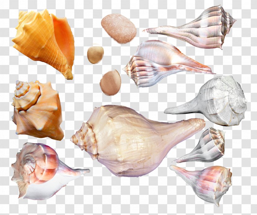 Seashell Cockle Sea Snail Conchology - Conch Transparent PNG