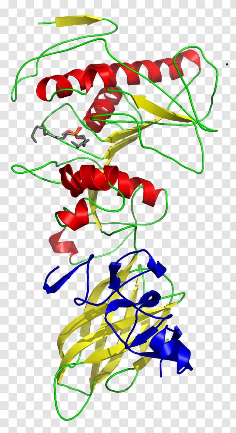Pancreatic Lipase Colipase Pancreas Enzyme - Art - Small Intestine Transparent PNG