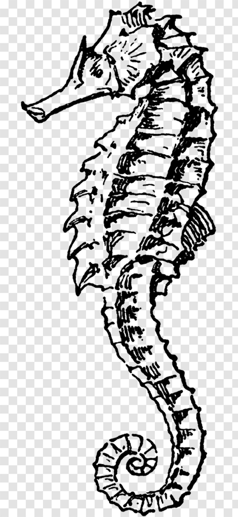 Clip Art - Black And White - Big-belly Seahorse Transparent PNG