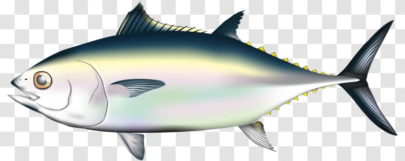 Pacific Bluefin Tuna Fish Migration Illustration - Fauna - Smooth Body Of The Transparent PNG