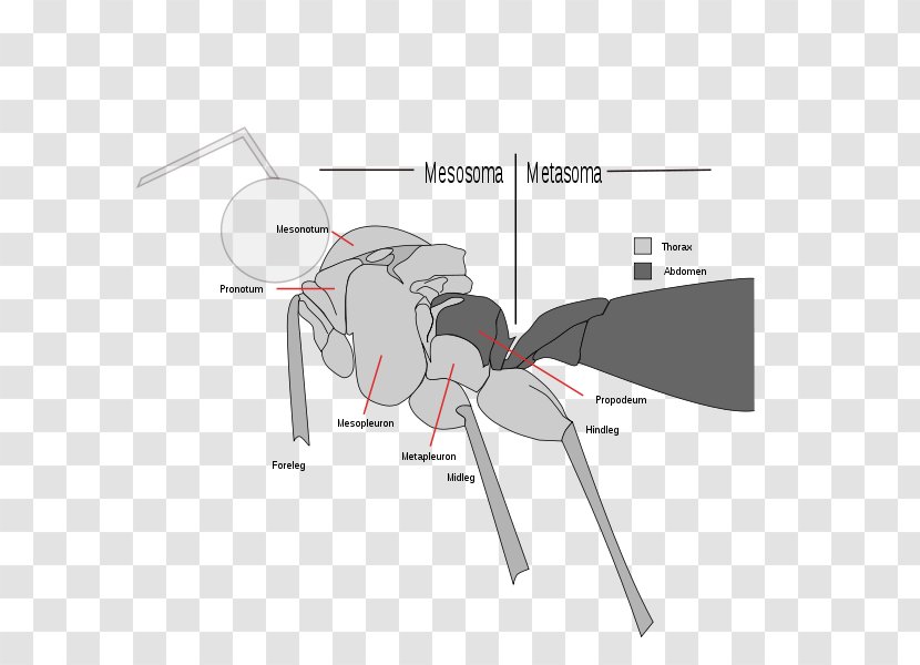 Insect Ant Apocrita Sawflies Vespids - Frame Transparent PNG