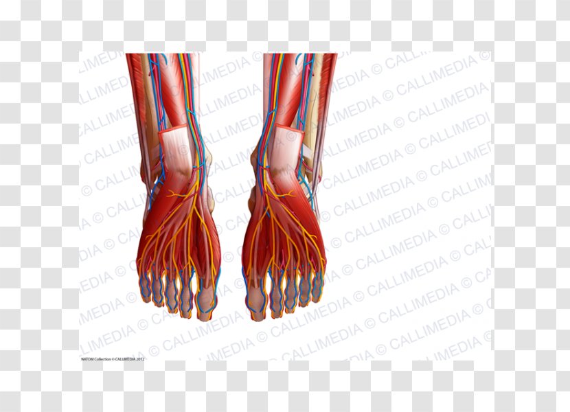 Finger Blood Vessel Foot Anatomy Muscle - Watercolor - Arm Transparent PNG