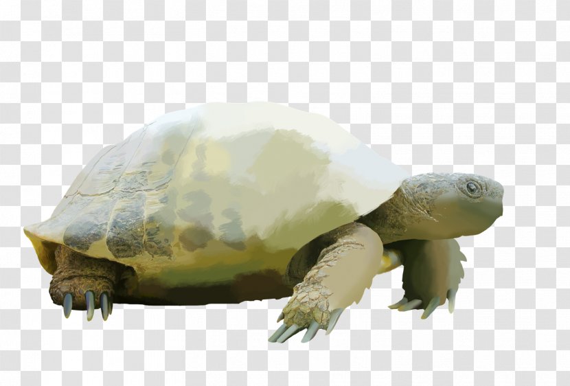 Box Turtles Tortoise Snapping Sea Turtle - Organism Transparent PNG