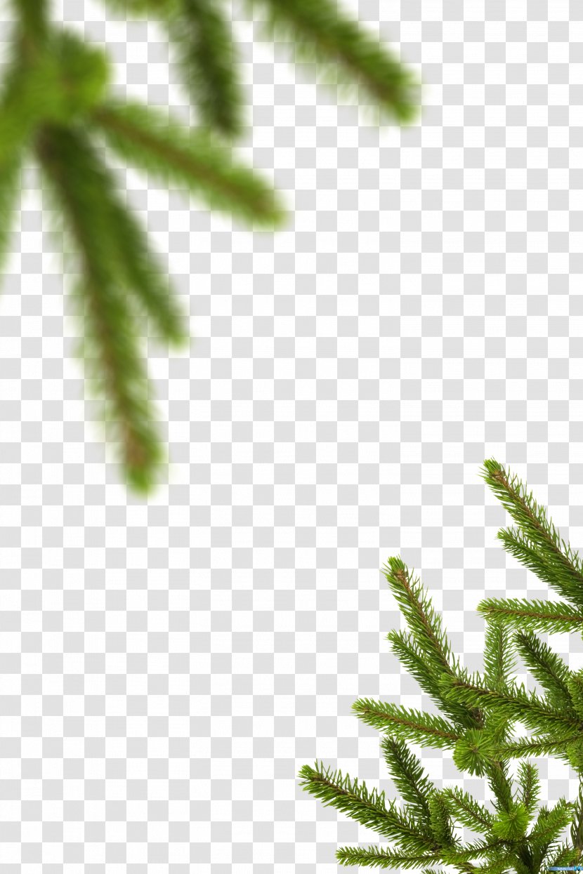 Spruce Evergreen Vegetation Leaf Plant Stem - Creative Christmas Tree Branches Transparent PNG