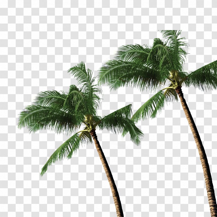 Coconut Tree Arecaceae - Sky Transparent PNG