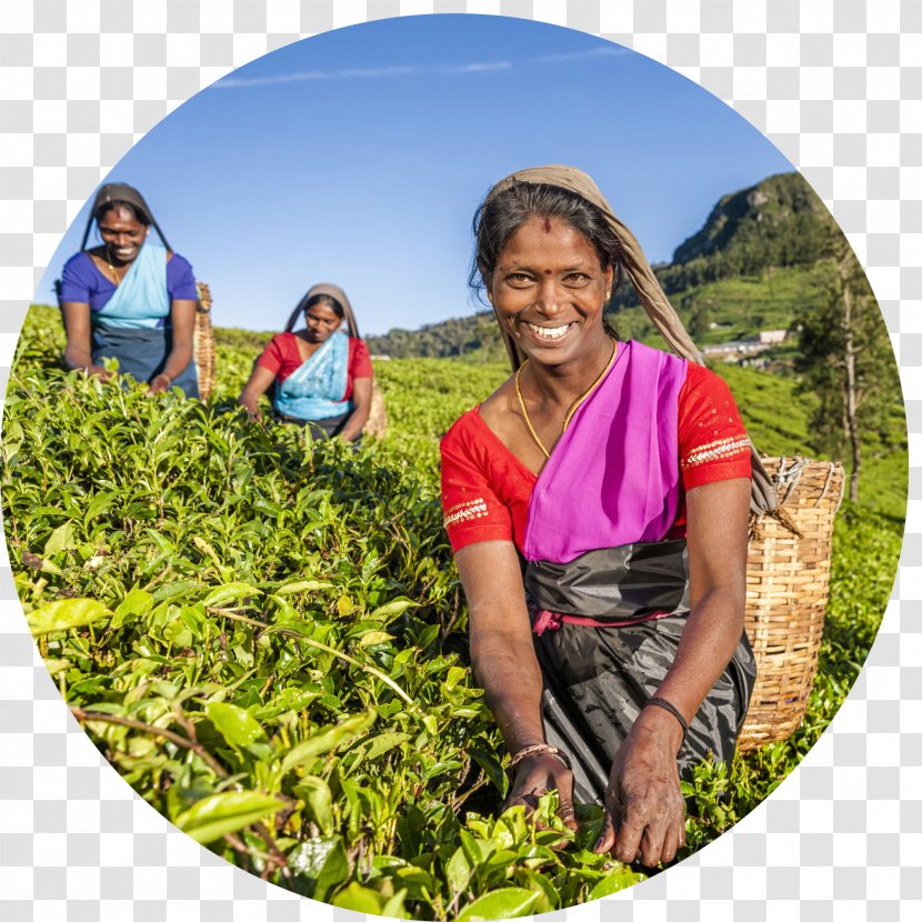 Sri Lankan Tamils Iced Tea - Damron Corporation Transparent PNG