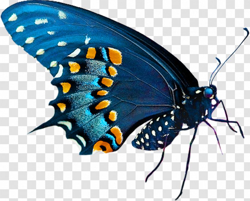 Butterfly Clip Art - Butterflies And Moths Transparent PNG