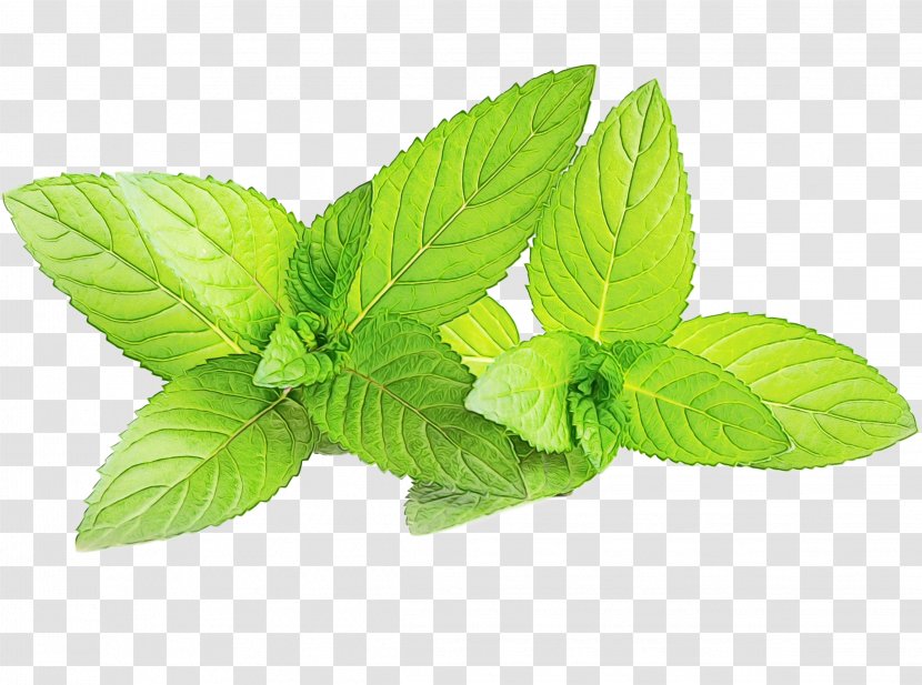 Mint Leaf - Food - Perennial Plant Ocimum Tenuiflorum Transparent PNG