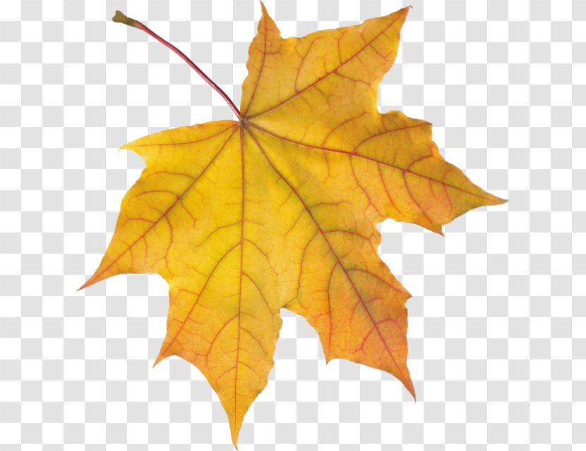 Autumn Leaf Color Orange Transparent PNG