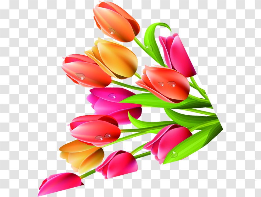 Tulip Petal Flower Plant Transparent PNG