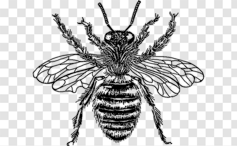Western Honey Bee Drawing Clip Art - Tree Transparent PNG