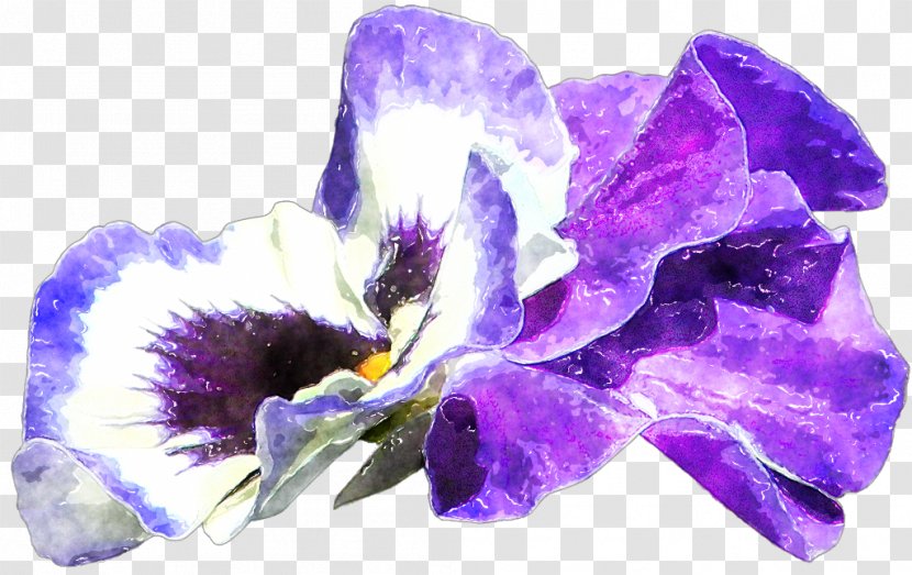 Violet Lilac Purple Iris Iridaceae - Feather Watercolor Transparent PNG