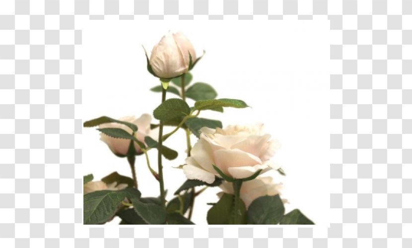 Garden Roses Cabbage Rose Floribunda Cut Flowers Petal - Flowering Plant - Pot Transparent PNG