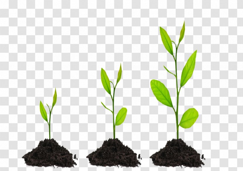Consultant Environmental Consulting Business Service Firm - Growing Seed Transparent PNG