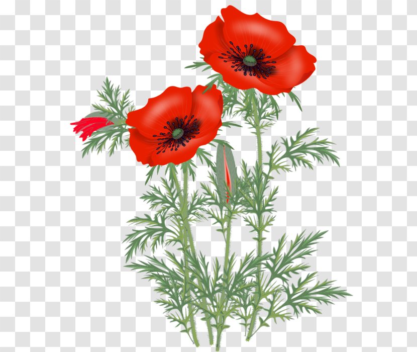 Opium Poppy Common Clip Art - Petal - King Peppy Transparent PNG