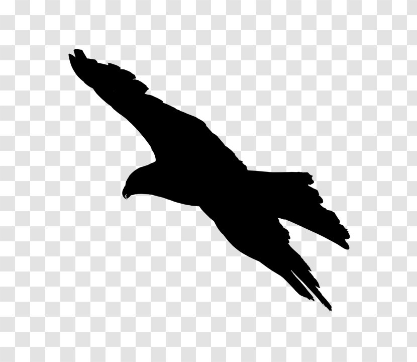 Bird Beak Wing Golden Eagle Kite - Silhouette - Falconiformes Transparent PNG