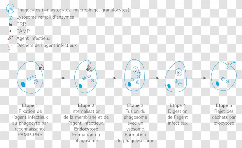 Brand Technology - Microsoft Azure Transparent PNG