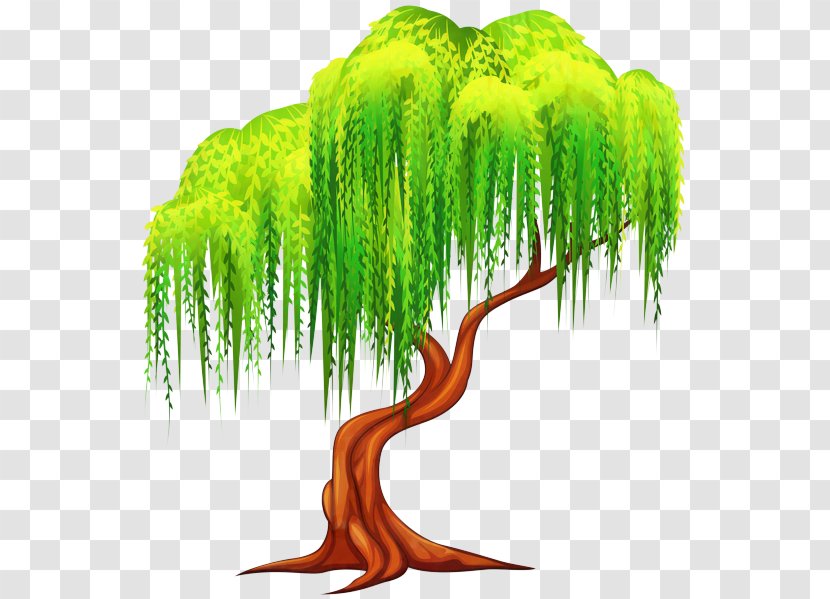 Tree Weeping Willow Clip Art Illustration Plants - Cartoon - Root Transparent PNG